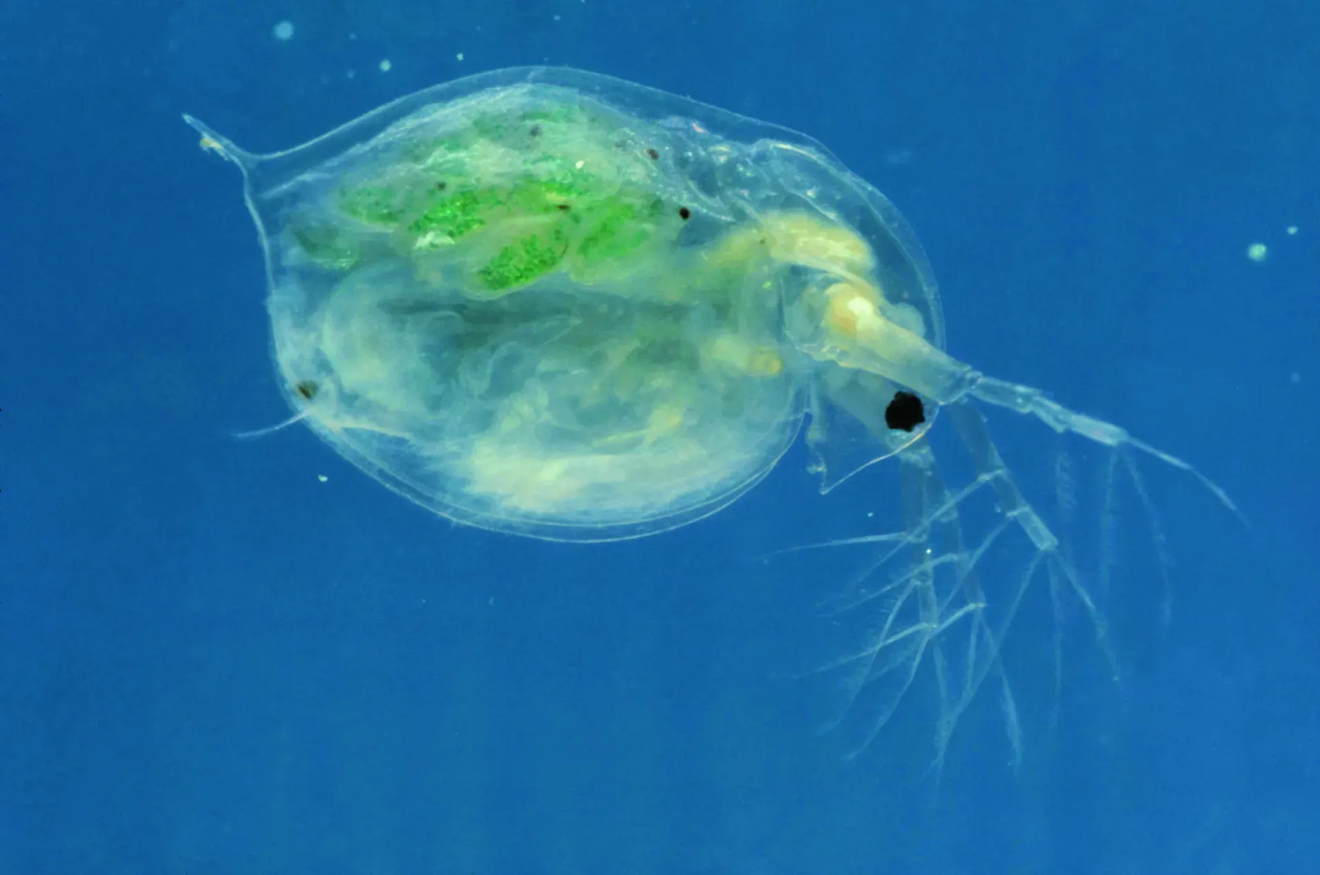 Imagem do Daphnia
